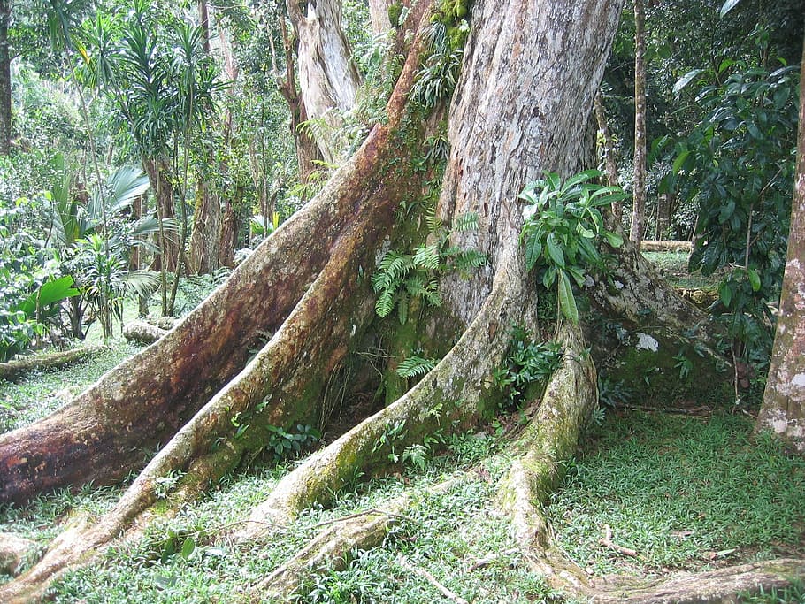tree, root, tribe, old, wood, overgrown, plant, forest, growth HD wallpaper