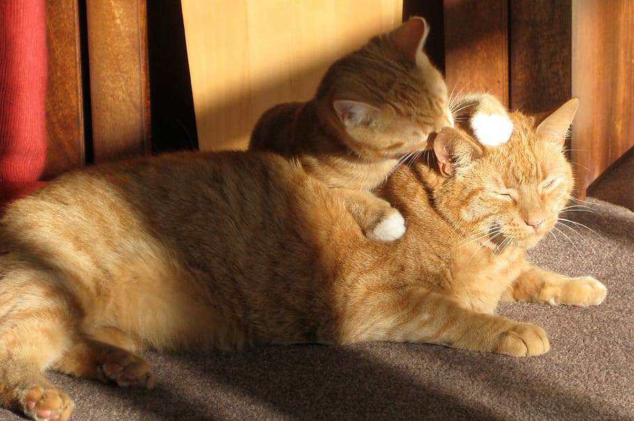 orange tabby with kitten on the floor, two ginger cats, licking