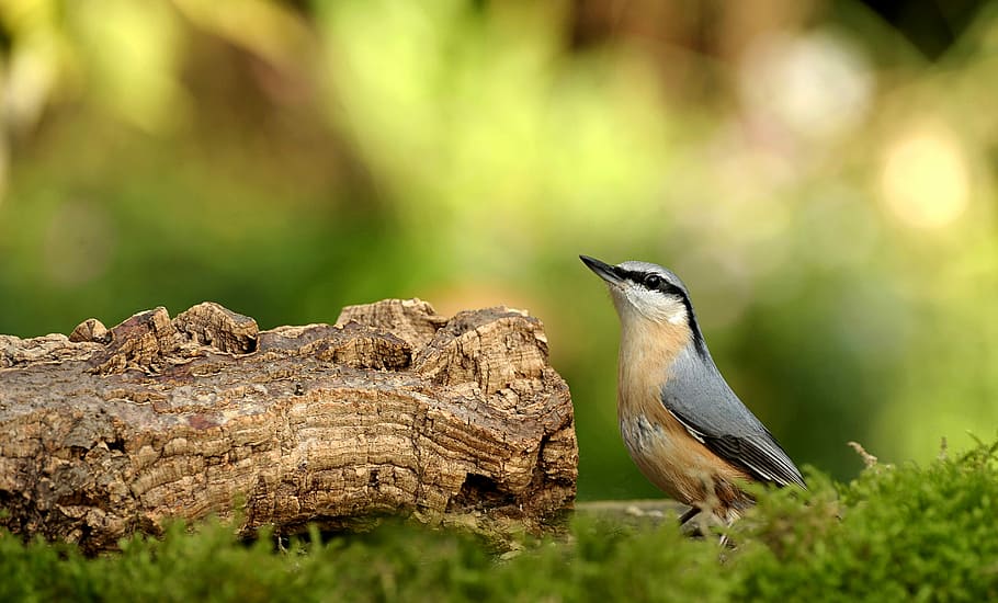 focus photography of Eurasian nuthatch, animal world, bird, nature