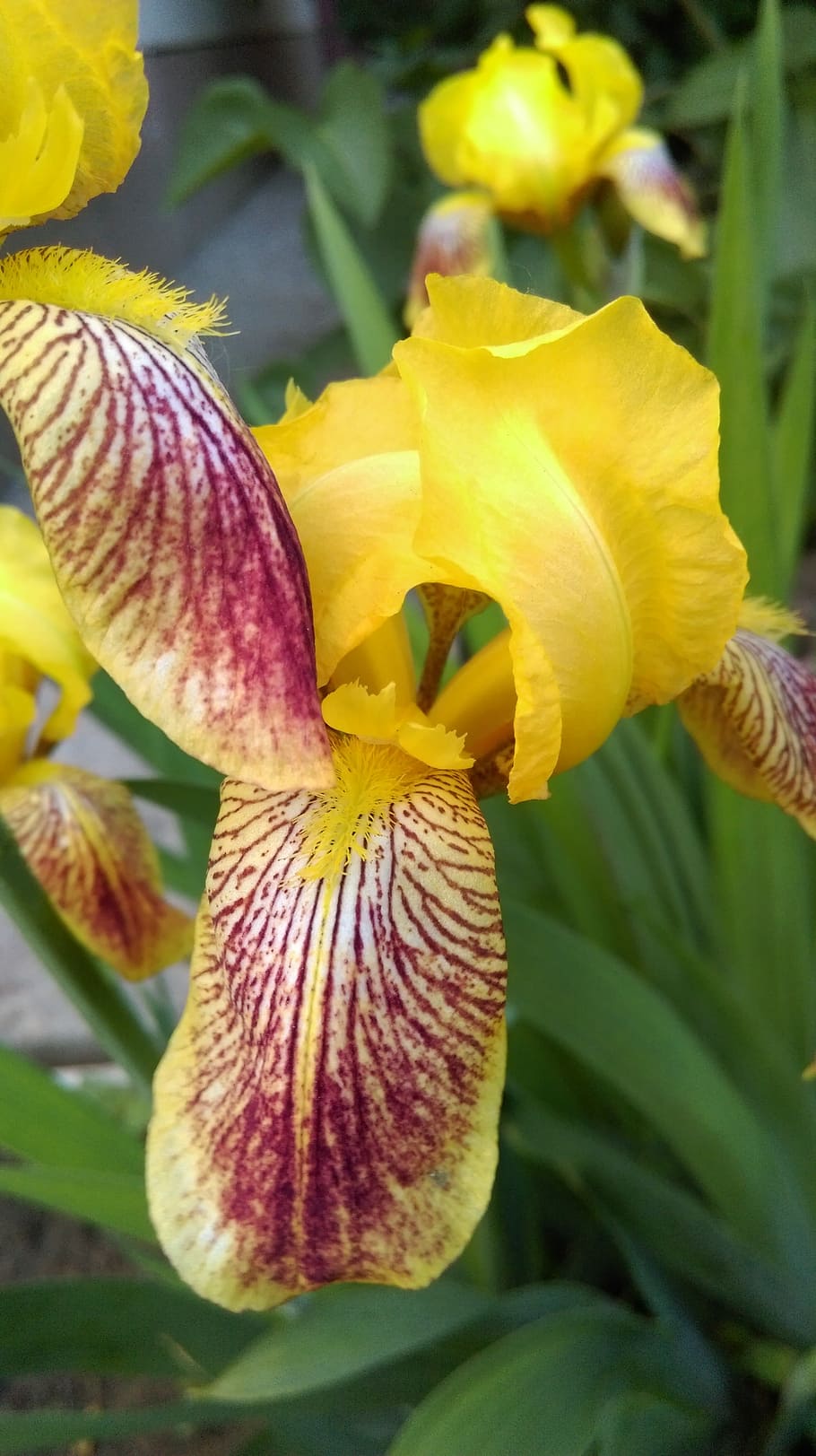 iris, yellow, summer, flowers, bright, closeup, macro, nature HD wallpaper