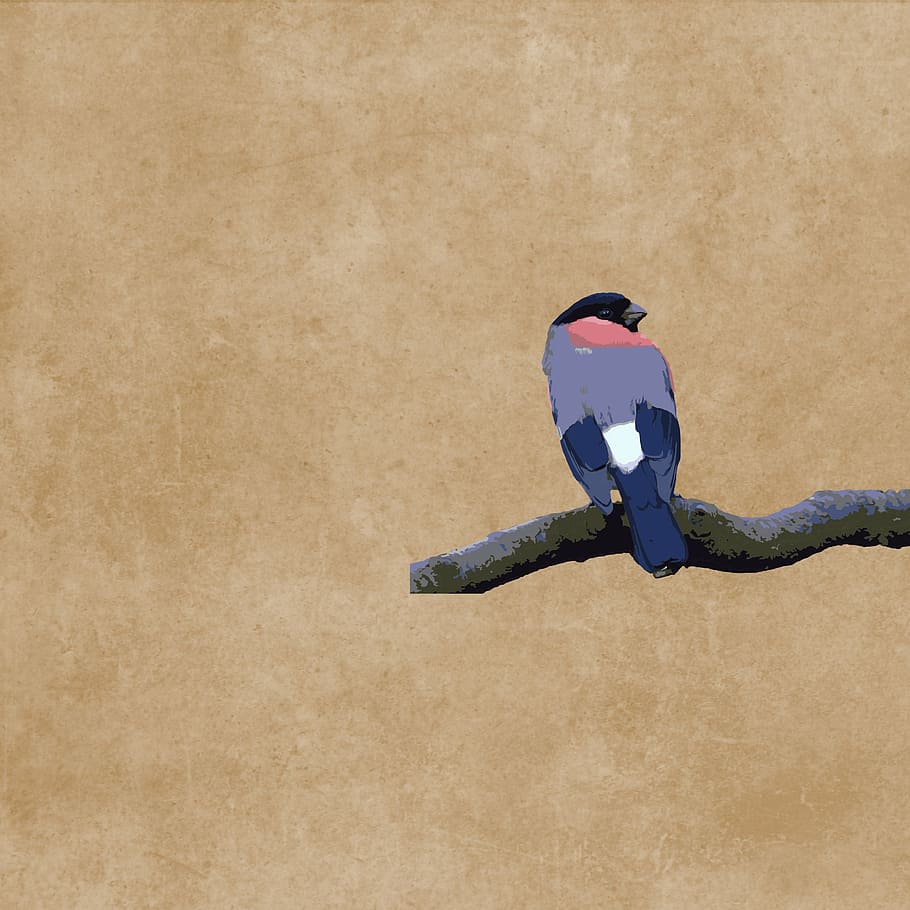 bird, blue, plumage, branch, drawing, full length, one person HD wallpaper