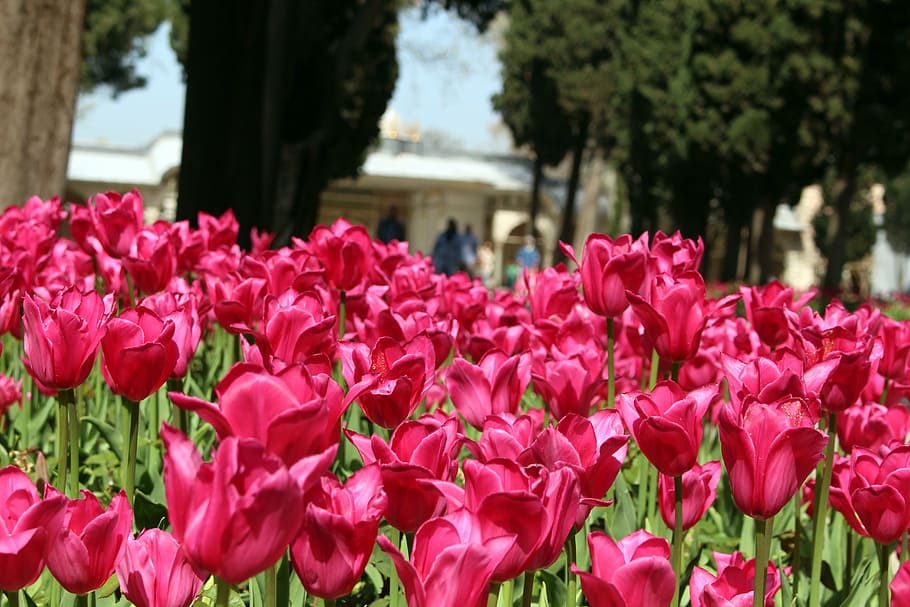 tulips, istanbul, topkapi palace, pink, flower, garden, nature, HD wallpaper