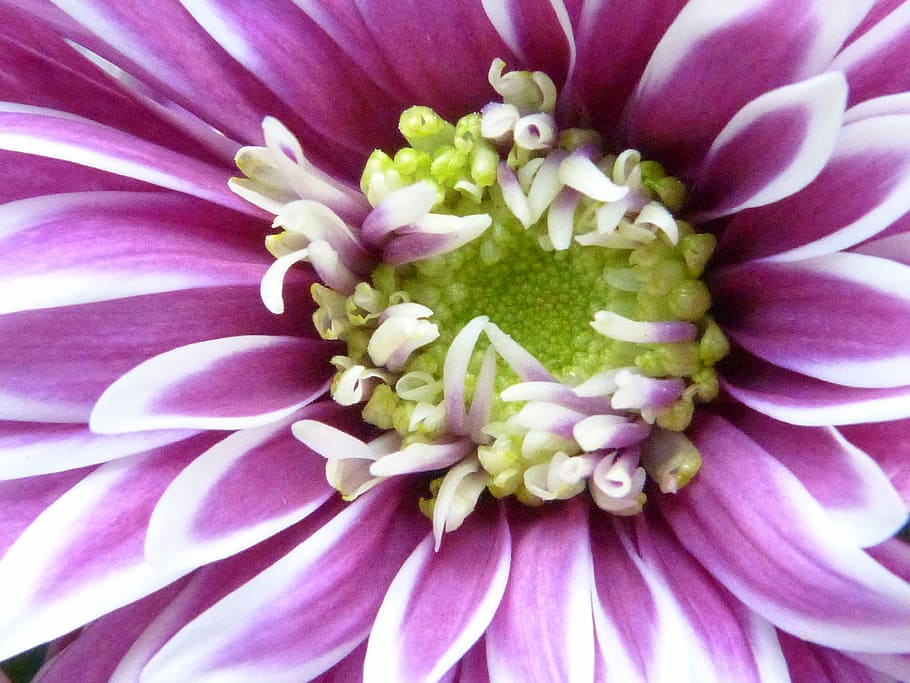 Flower, Blossom, Bloom, Macro, rain, water, drip, raindrop HD wallpaper