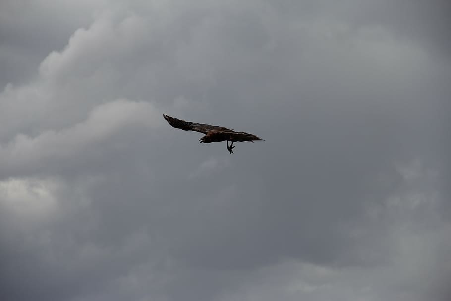 crow, raven, bird, sky, silhouette, black, wing, feather, flight HD wallpaper