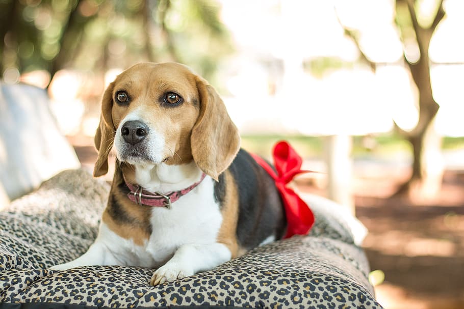 tricolor beagle lying down, dog, essay, sunny, canine, one animal HD wallpaper