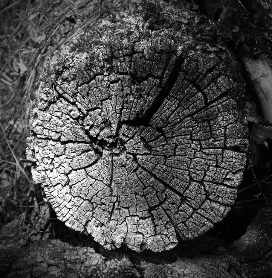 Trunk, Old, Cross-Section, worn, texture, rings, tree ring HD wallpaper