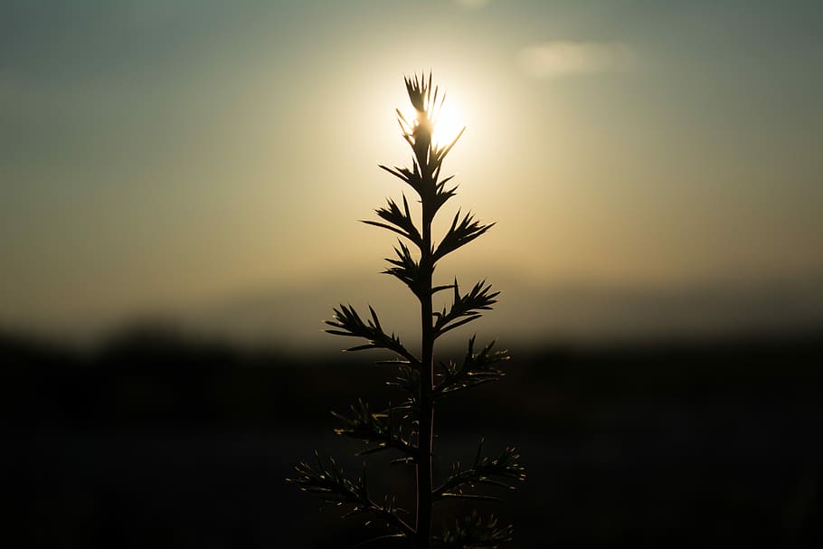 sunset, nature, sky, dawn, outdoors, tree, silhouette, fog HD wallpaper