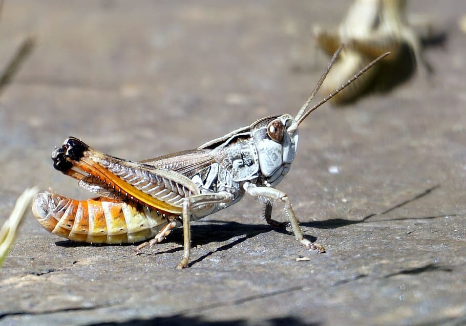 grasshopper, animal, insect, macro, nature, antenna, insects HD wallpaper