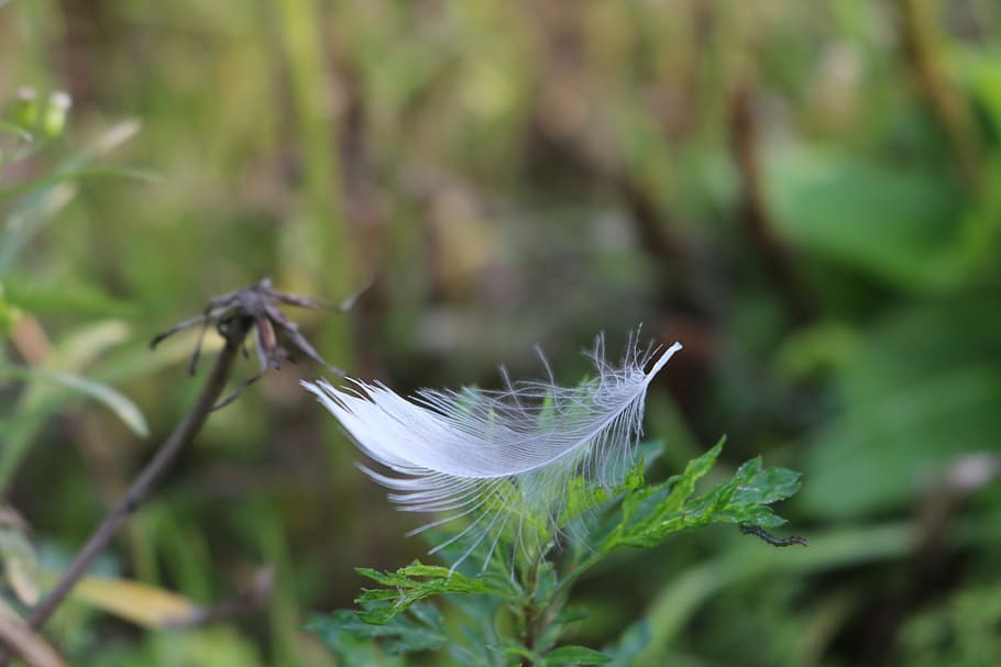 Spring, Field, Macro, Nature, Close, Fly, green, meadow, fragility HD wallpaper