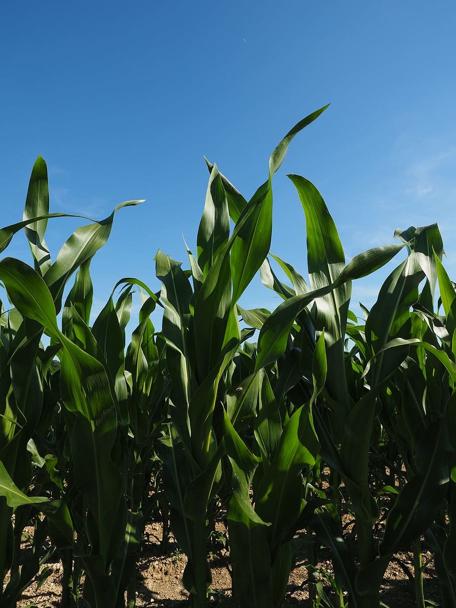 corn, cornfield, corn leaves, green, agriculture, fodder maize