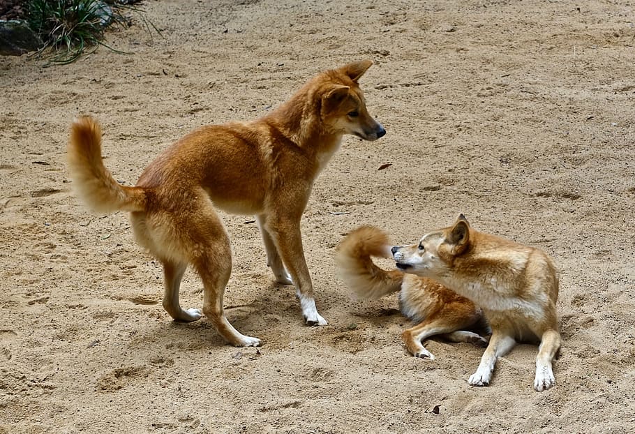 Dingo, Wild, Australian, Dog, Predator, pair, canine, animal HD wallpaper