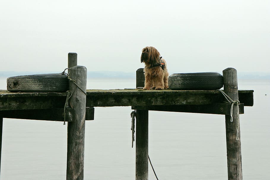 Web, Boardwalk, Water, Animal, Dog, alone, wait, stand, tibetan terrier HD wallpaper