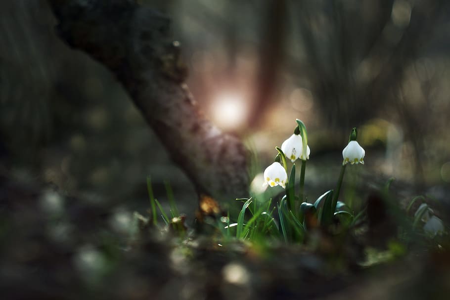 selective photography of white petaled flower, jack, snowflake HD wallpaper