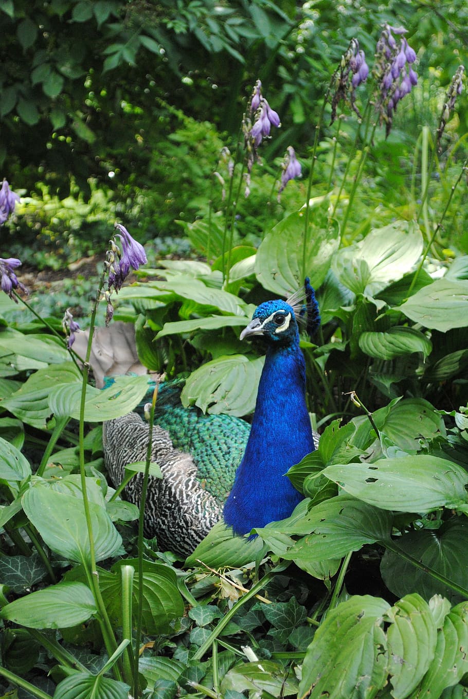peacock, green, bells, bird, animal, animal themes, vertebrate HD wallpaper