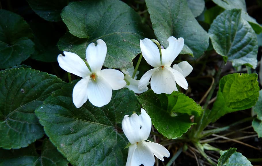 violet, white, plant, beauty in nature, flowering plant, freshness HD wallpaper