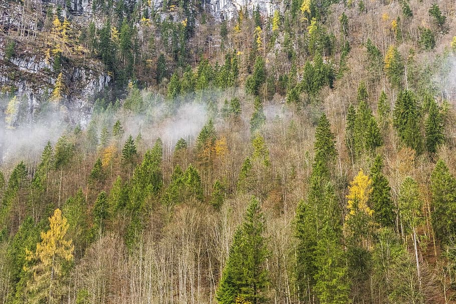 forest, fog, nature, trees, autumn, winter, mood, mystical HD wallpaper
