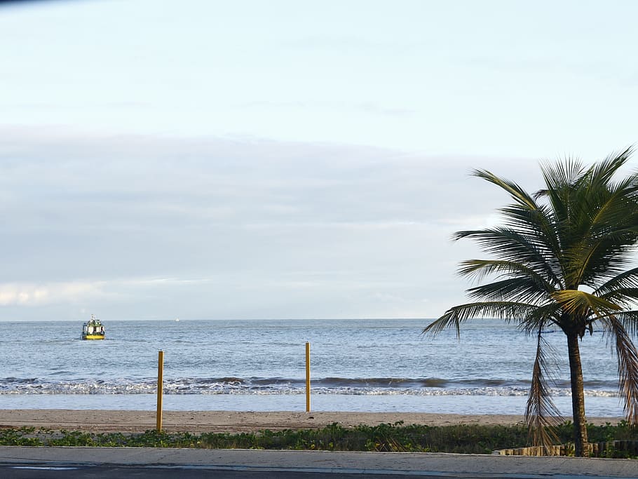 beach, sol, coconut tree, water, sea, sky, plant, land, tropical climate HD wallpaper