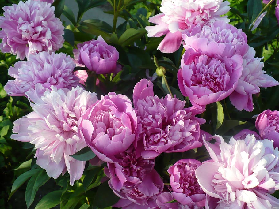 closed photo of purple petaled flowers, spring, peony, purple flower HD wallpaper