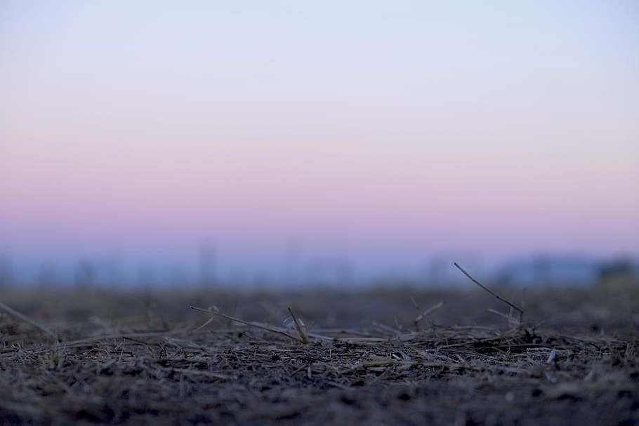 brown grass, tree, outdoor, scenic, cloud, dawn, reflection HD wallpaper