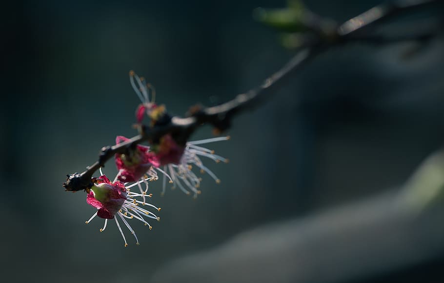 nature, insect, outdoors, flora, leaf, plant, flower, flowering plant HD wallpaper