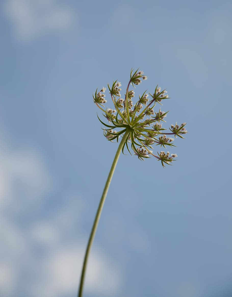 Flower, Macro, Nature, Plants, flowers, sky, growth, outdoors HD wallpaper