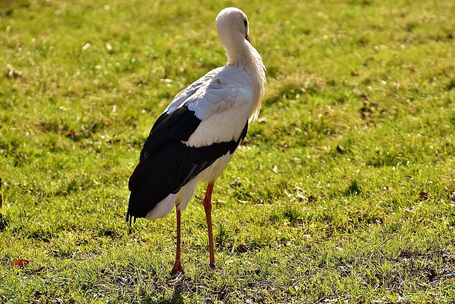 stork, pride, bird, meadow, animal portrait, rattle stork, nature HD wallpaper