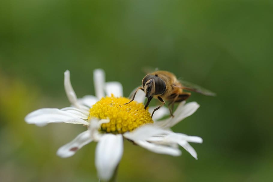 bee, insect, bumblebee, yellow flower, breakfast, spring, nature HD wallpaper