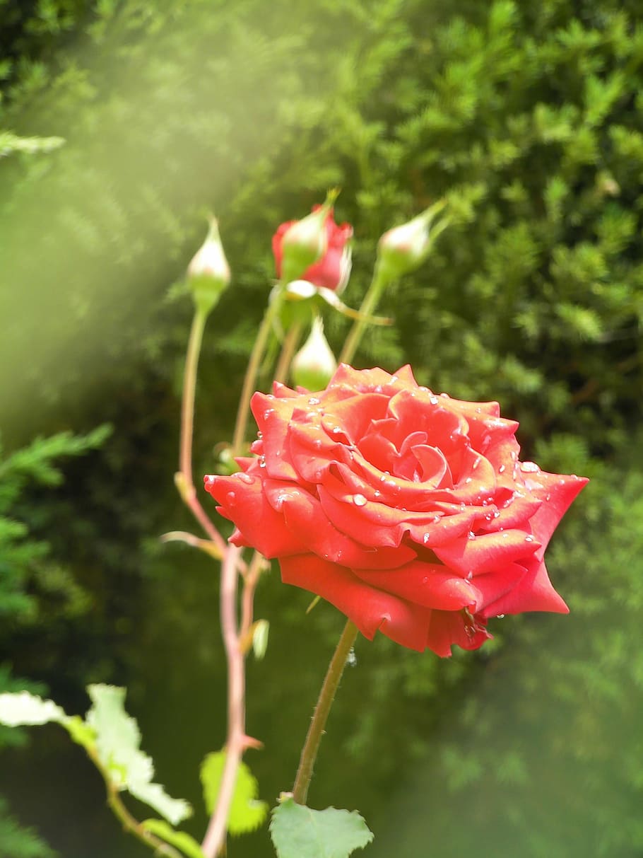 rose, flowers, red, flowering plant, beauty in nature, vulnerability HD wallpaper