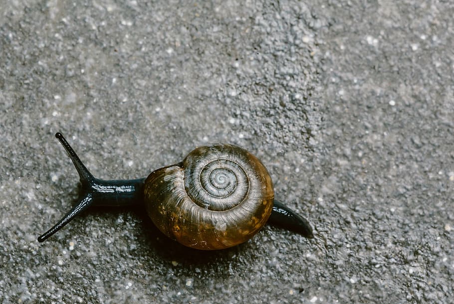 snail, small, nature, animals, slug, wildlife, natural, crawling HD wallpaper