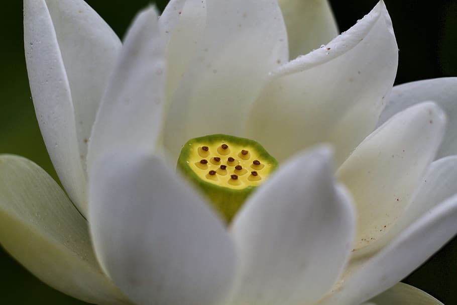 white, flower, waterlilly, water lilly, focus, petal, plant, HD wallpaper