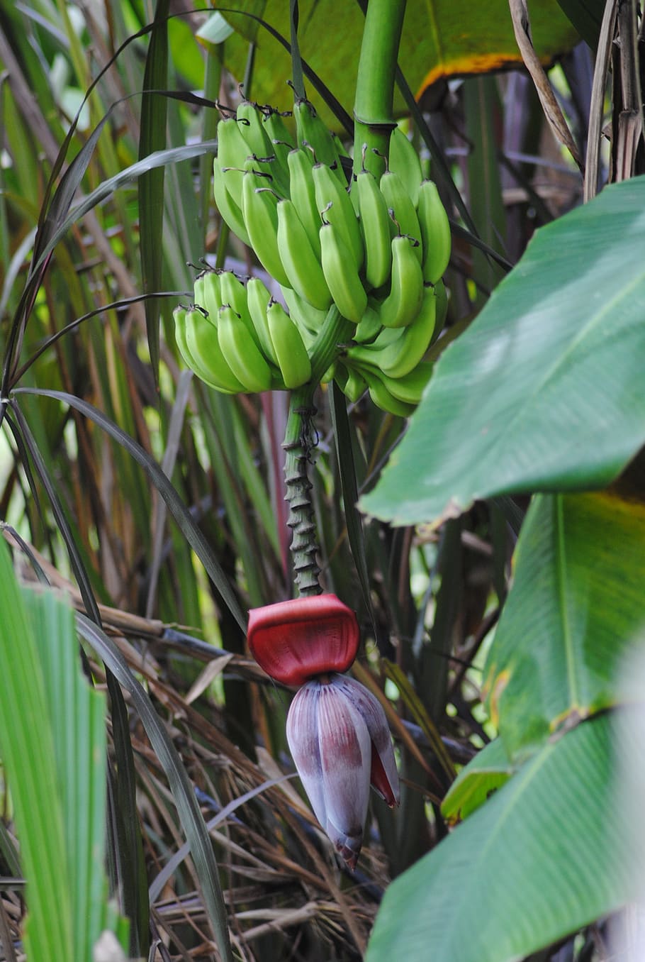 banana, tree, plant, tropical, scary, weird, unusual, growth, HD wallpaper