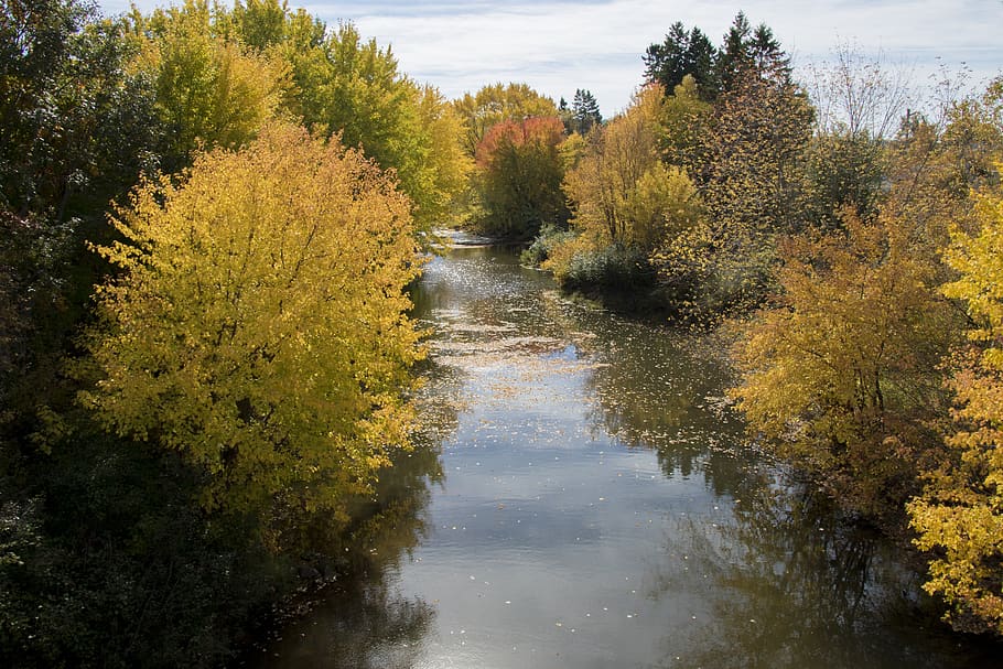 tree, nature, landscape, fall, outdoors, river, flora, plant HD wallpaper