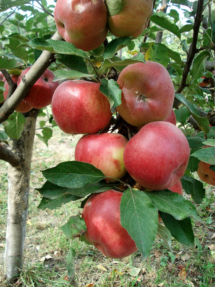 Red, Apple, Apple Tree, Fruit, apples, agriculture, harvest HD wallpaper