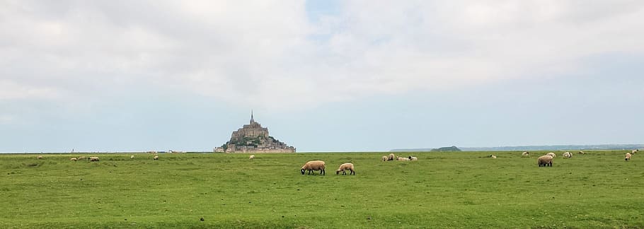Meadows, Sheep, Normandy, Field, Handle, salt meadows, salt marsh HD wallpaper