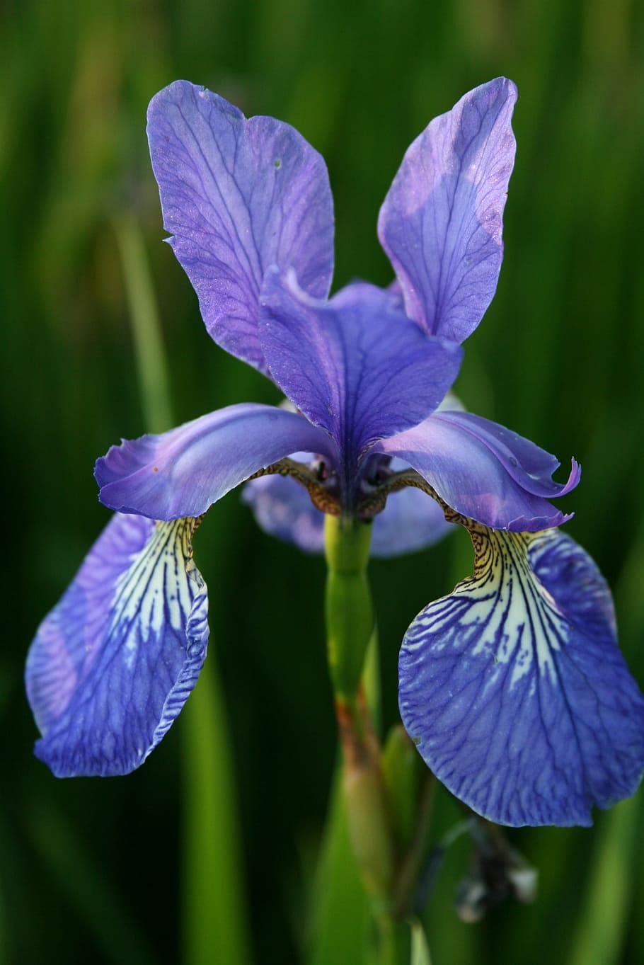 flower, iris, blue, flowering plant, petal, fragility, vulnerability HD wallpaper
