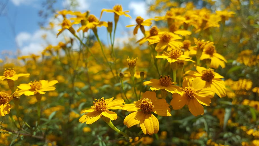 chrysanthemum, sky, white cloud, green, yellow, flowering plant HD wallpaper