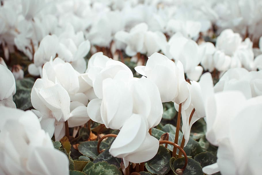 closeup photography of white flowers, white petaled flower, floaral HD wallpaper