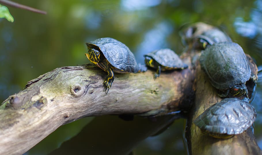 Gray Turtles Crawling on Tree Brunch, animals, nature, tree branches HD wallpaper