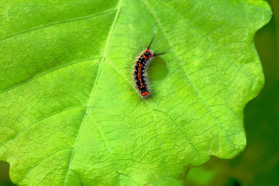 caterpillar, insect, bright, handsomely, colorfully, summer