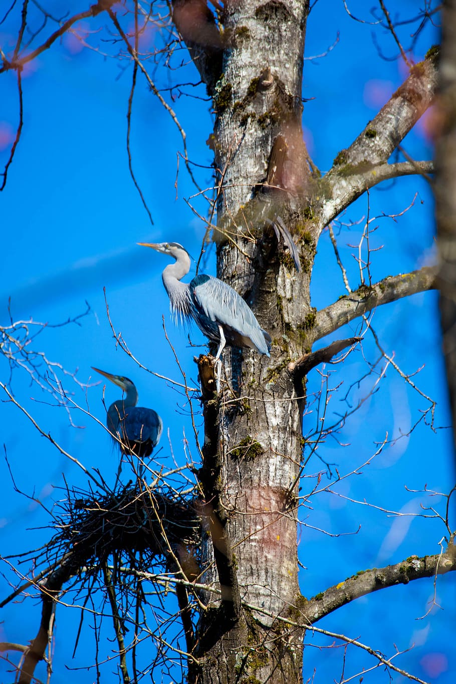 heron, nest, tree, plant, branch, tree trunk, blue, low angle view HD wallpaper