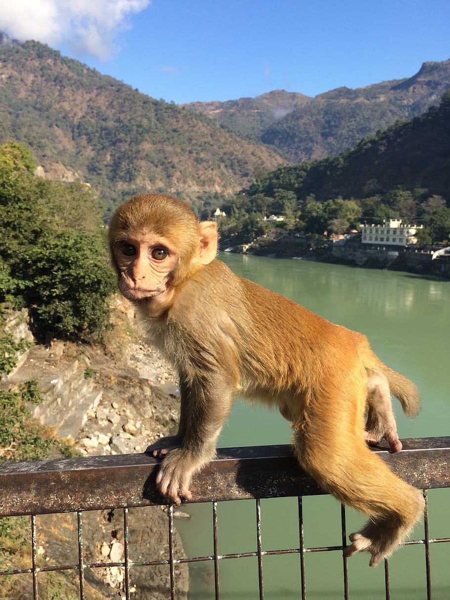 monkey, cute, india, mountain, animal, primate, mammal, animal themes HD wallpaper
