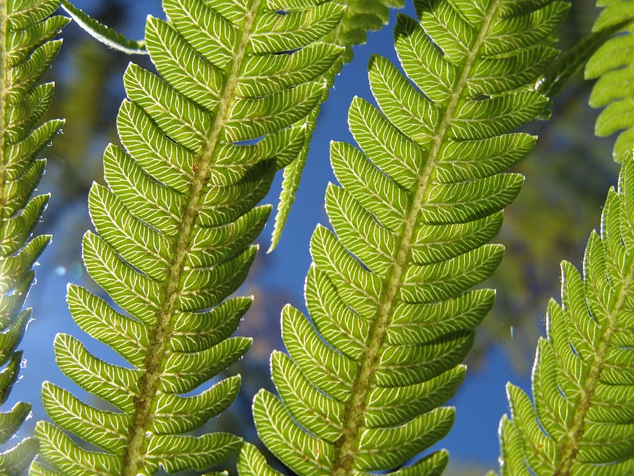 closeup photography of green leaves, fern, sun, nature, leaf HD wallpaper