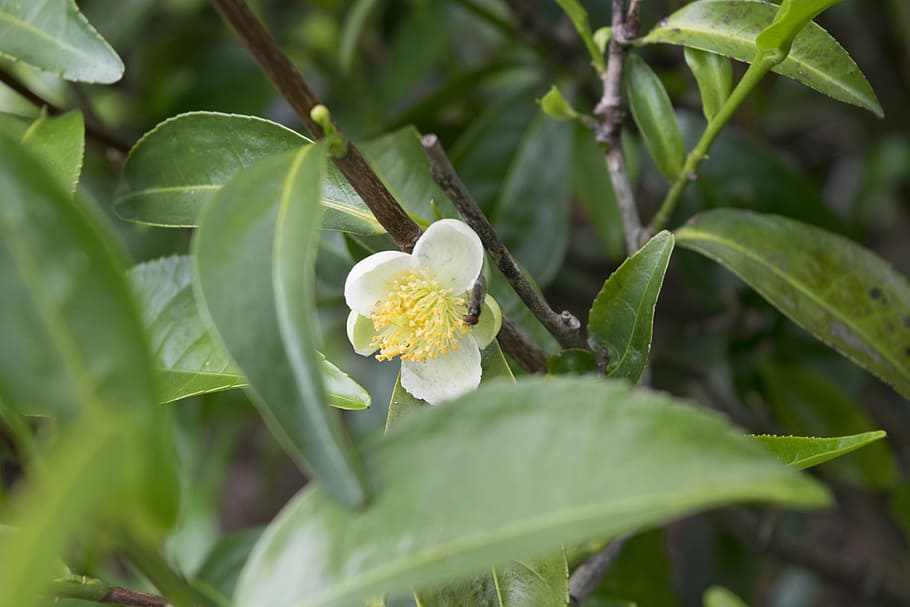 tea flower, tea tree, tea flower with bee, plant, plant part HD wallpaper