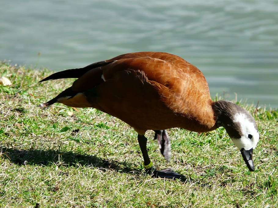 goose, rush, green space, stand, plumage, poultry, ganter, water bird HD wallpaper