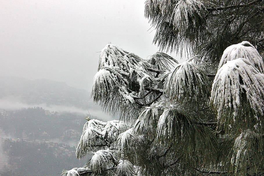 snow, tree, shimla, himachal, pardesh, dangerous, himalaya HD wallpaper