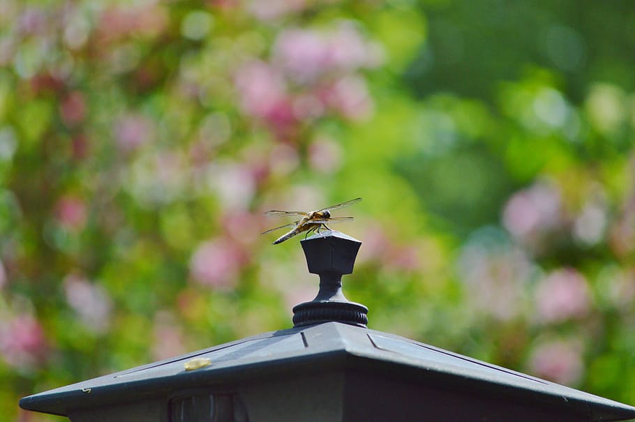 dragonfly, insect, wing, flight insect, nature, animal, garden HD wallpaper