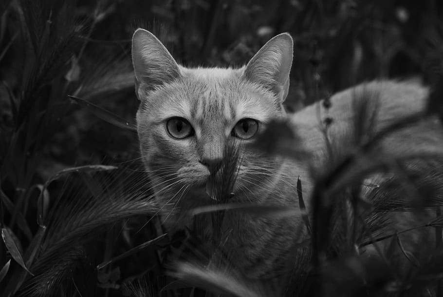 gray scale photo of a tabby cat on a grassy ground, pet, animals HD wallpaper