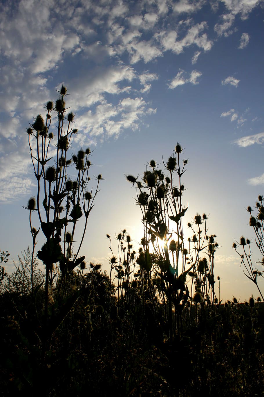 dipsacus, laciniatus, light, rays, sun, teasle, thistle, nature HD wallpaper