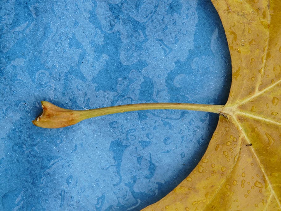leaf, stalk, petiole, maple leaf, yellow, fall color, poplar leaf HD wallpaper