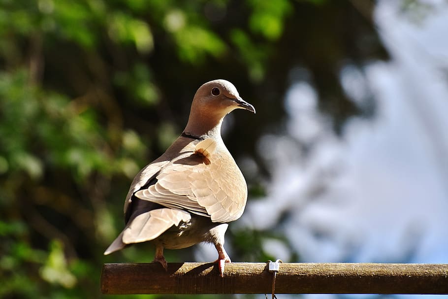 brown bird on brown pole, dove, collared, cute, garden, feather HD wallpaper